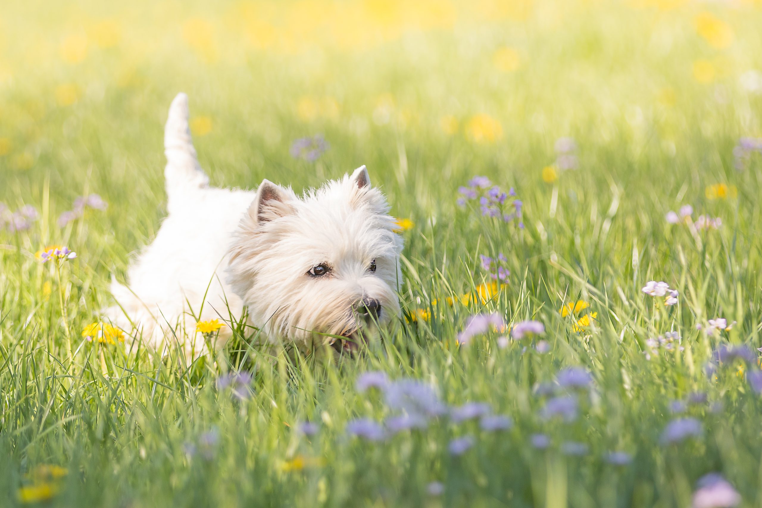 Frühling mit Hund: 5 Tipps für die warme Jahreszeit! petWALK