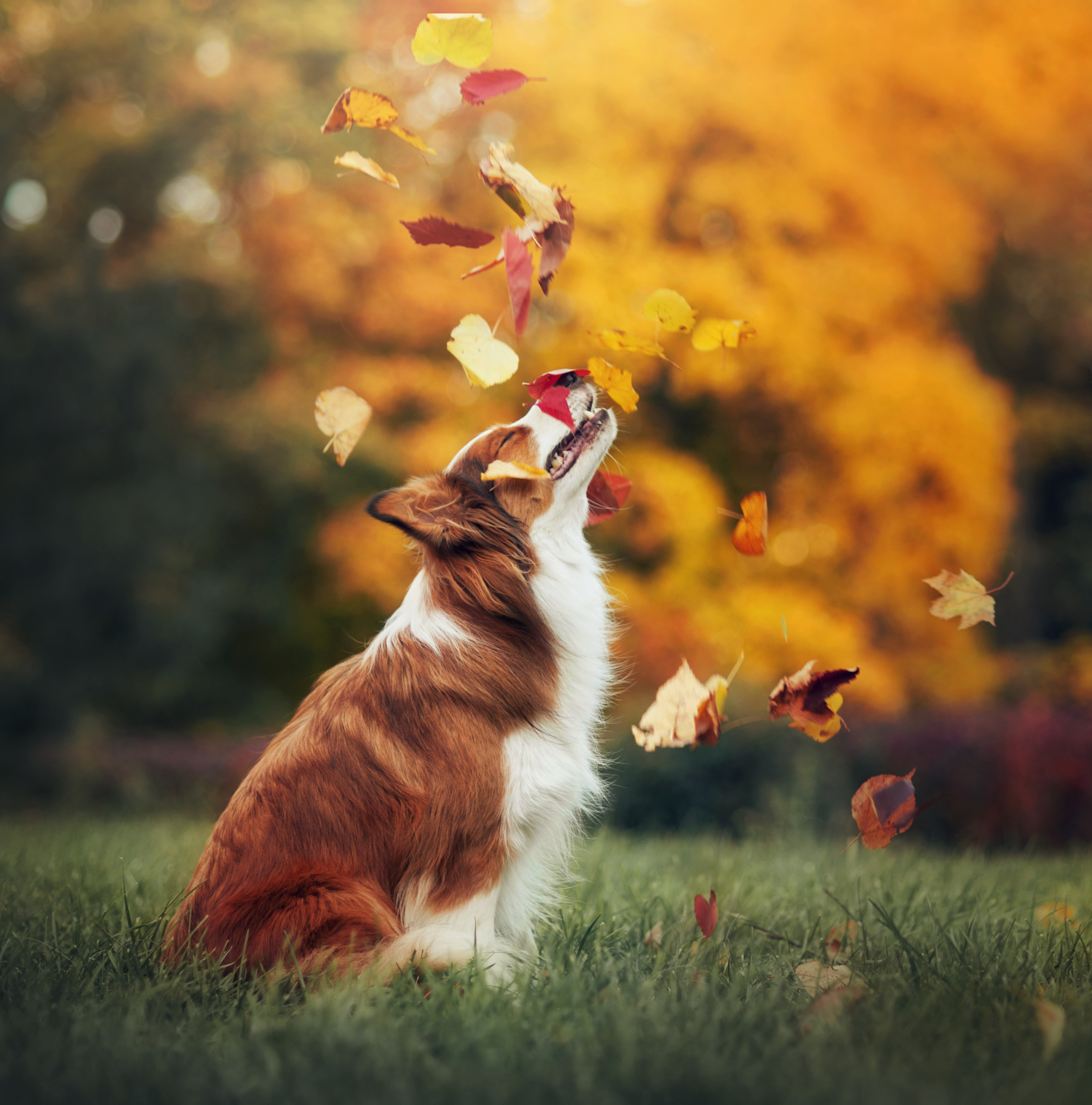 Der bevorstehende Herbst und warum eine petWALK Tiertür Ihr Haustier glücklich machen wird